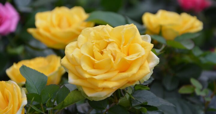 yellow-roses-2756774_1920